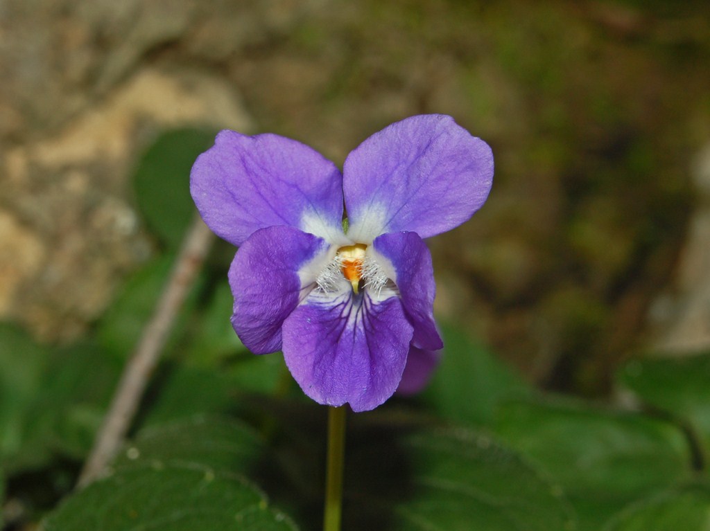 Un anticipo di primavera